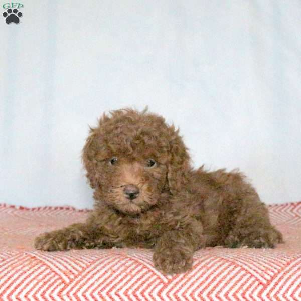 Paulie, Miniature Poodle Puppy