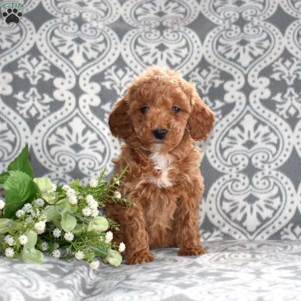 Peaches, Mini Goldendoodle Puppy