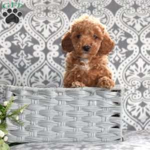 Peaches, Mini Goldendoodle Puppy