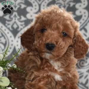 Peaches, Mini Goldendoodle Puppy