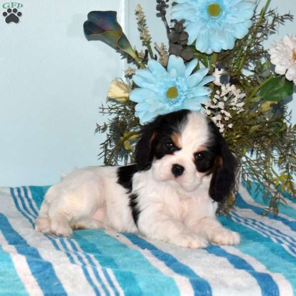 Pearl, Cavalier King Charles Spaniel Puppy