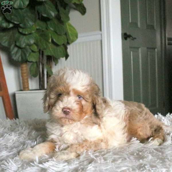 Pearl, Cavapoo Puppy