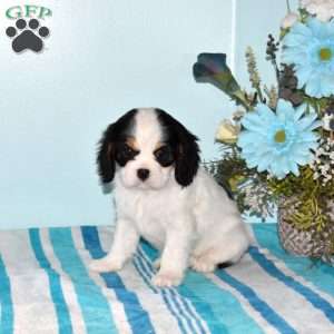 Pearl, Cavalier King Charles Spaniel Puppy