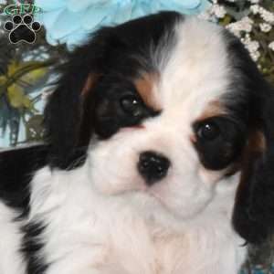 Pearl, Cavalier King Charles Spaniel Puppy