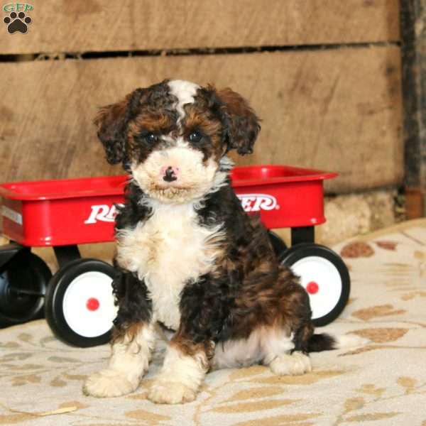 Pearl, Miniature Poodle Mix Puppy
