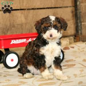 Pearl, Miniature Poodle Mix Puppy