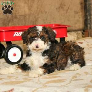 Pearl, Miniature Poodle Mix Puppy
