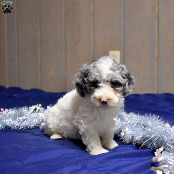 Pebbles, Cockapoo Puppy