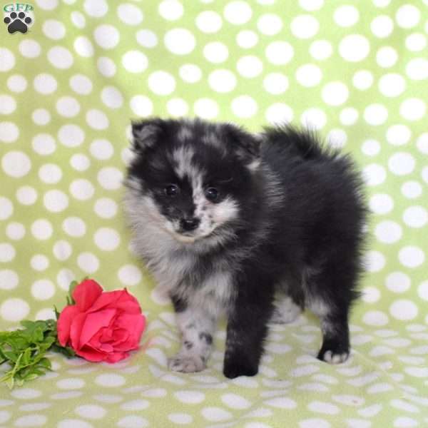 Pebbles, Pomeranian Puppy