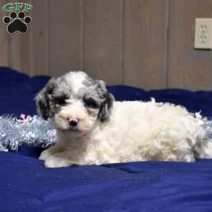 Pebbles, Cockapoo Puppy