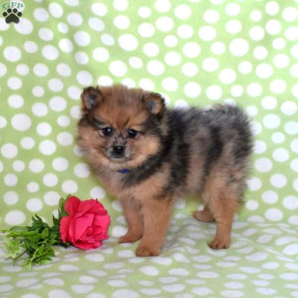Pecan, Pomeranian Puppy