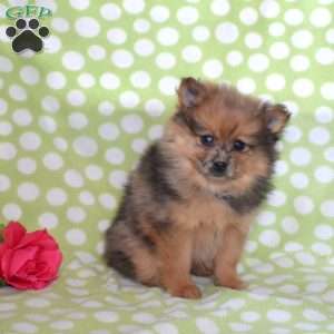 Pecan, Pomeranian Puppy