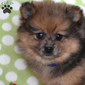 Pecan, Pomeranian Puppy