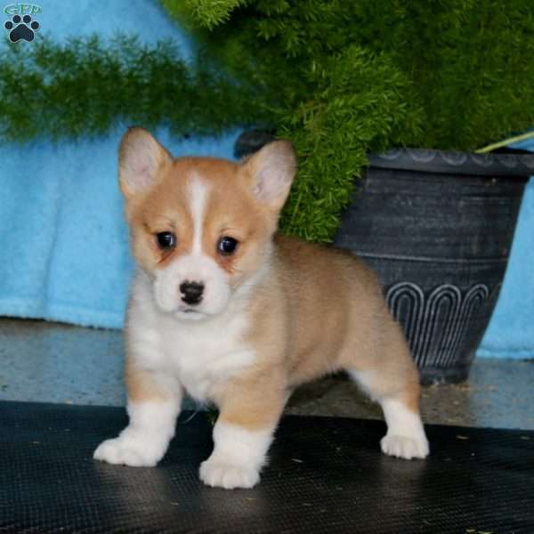 Peggy, Pembroke Welsh Corgi Puppy