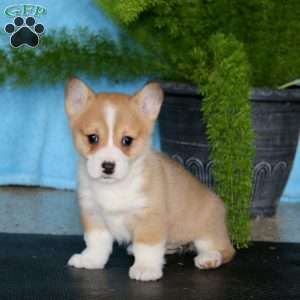 Peggy, Pembroke Welsh Corgi Puppy