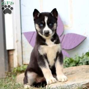 Peggy, Siberian Husky Puppy