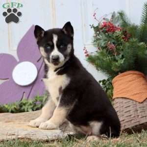 Peggy, Siberian Husky Puppy