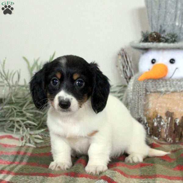 Penelope, Dachshund Puppy