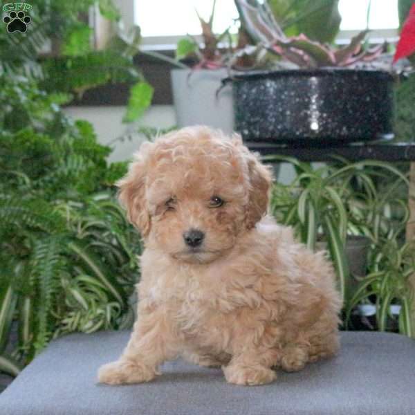 Penelope, Miniature Poodle Puppy