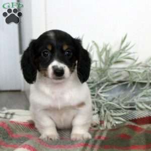 Penelope, Dachshund Puppy