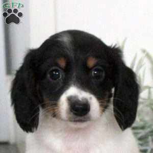 Penelope, Dachshund Puppy