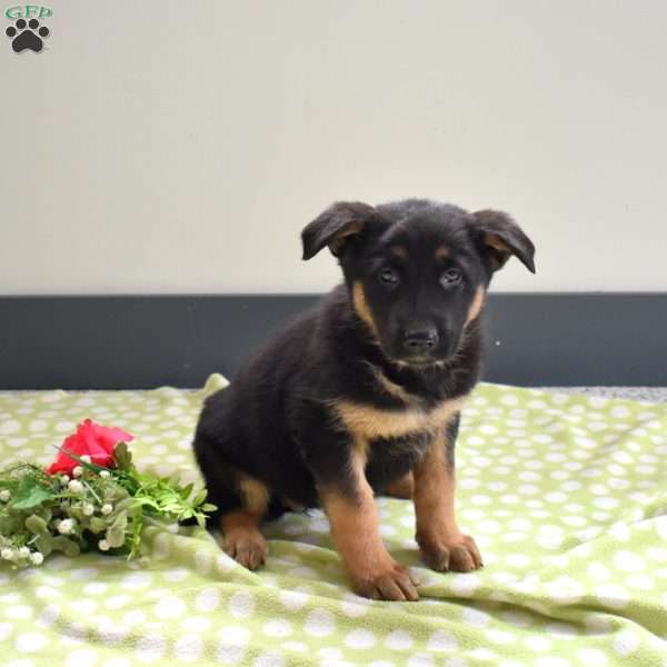 Penny, German Shepherd Puppy