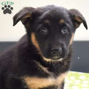 Penny, German Shepherd Puppy