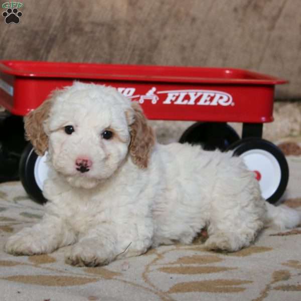 Penny, Miniature Poodle Mix Puppy