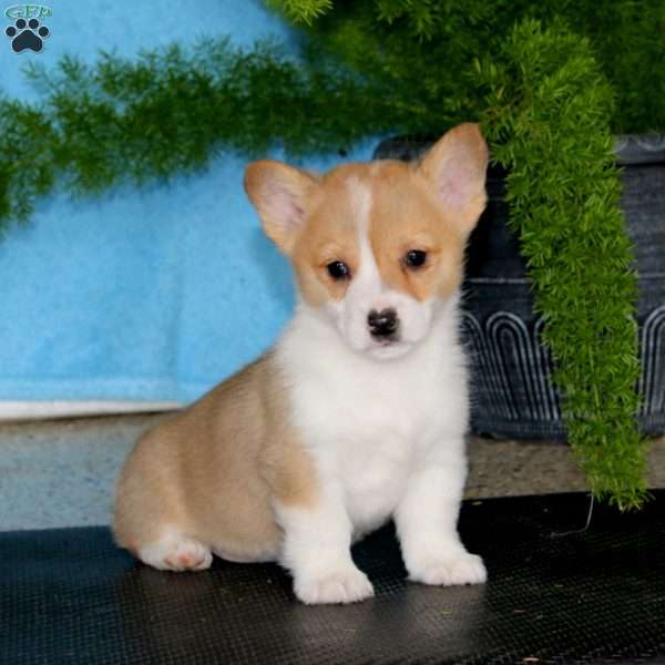 Penny, Pembroke Welsh Corgi Puppy