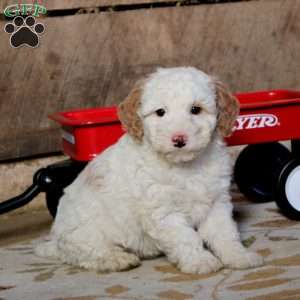 Penny, Miniature Poodle Mix Puppy