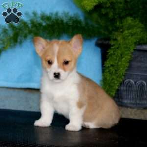 Penny, Pembroke Welsh Corgi Puppy