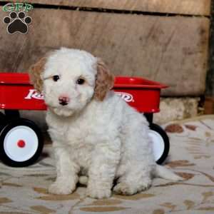 Penny, Miniature Poodle Mix Puppy