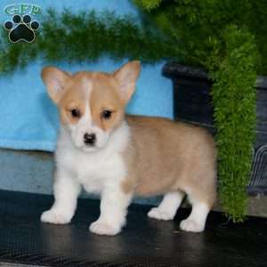 Penny, Pembroke Welsh Corgi Puppy