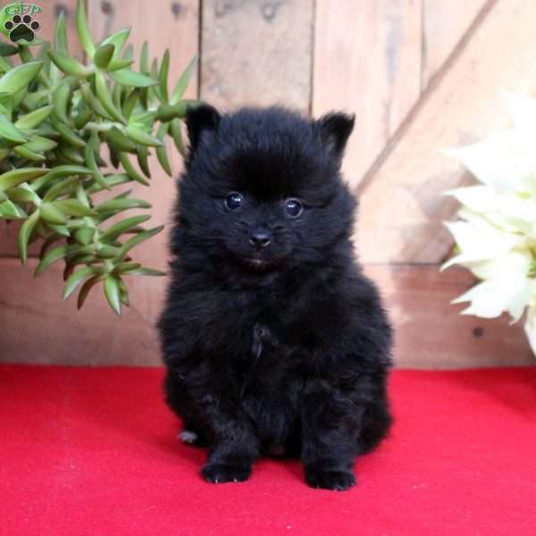 Pepper, Pomeranian Puppy