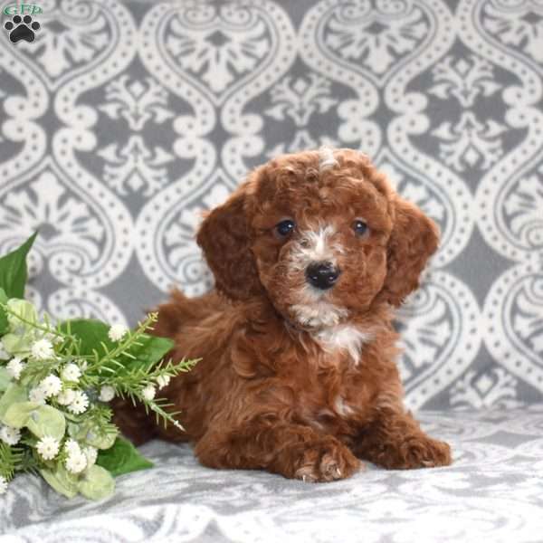Pepper, Mini Goldendoodle Puppy