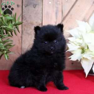 Pepper, Pomeranian Puppy