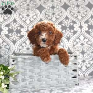 Pepper, Mini Goldendoodle Puppy