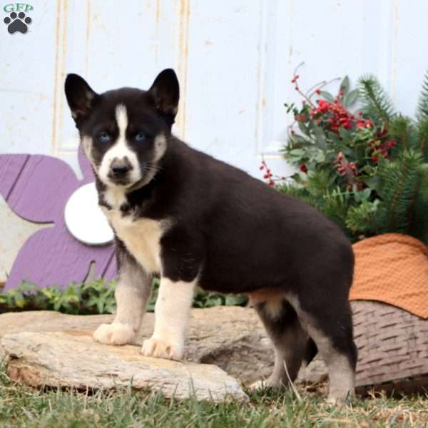 Pepper, Siberian Husky Puppy