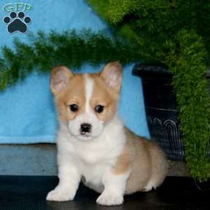 Pepper, Pembroke Welsh Corgi Puppy