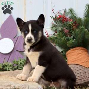 Pepper, Siberian Husky Puppy