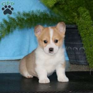 Pepper, Pembroke Welsh Corgi Puppy
