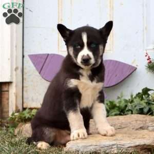 Pepper, Siberian Husky Puppy