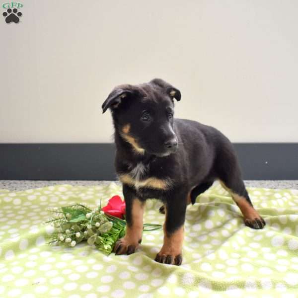 Peppermint, German Shepherd Puppy