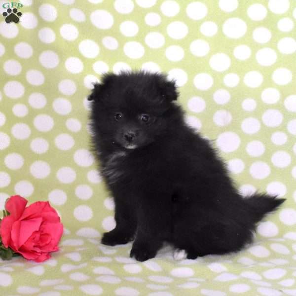 Peppermint, Pomeranian Puppy