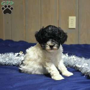 Peppermint, Cockapoo Puppy
