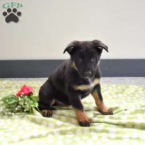 Peppermint, German Shepherd Puppy