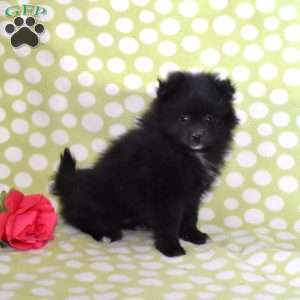 Peppermint, Pomeranian Puppy