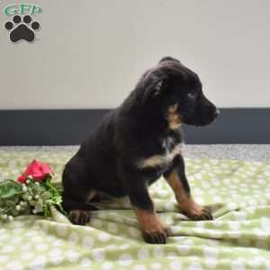 Peppermint, German Shepherd Puppy