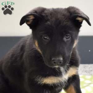 Peppermint, German Shepherd Puppy