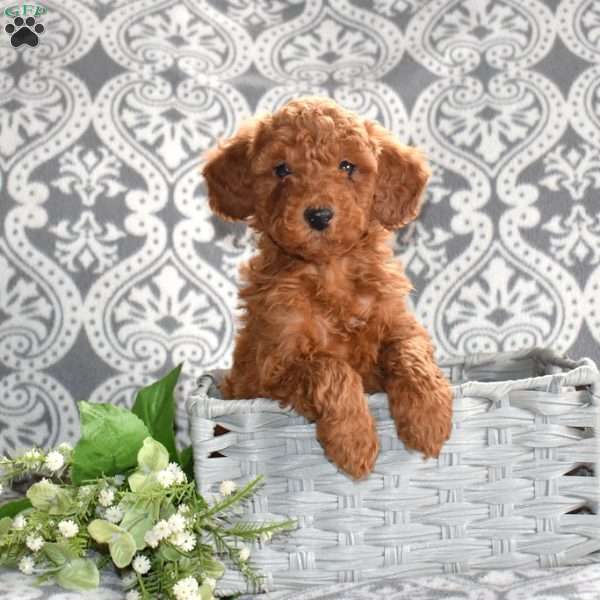 Pepperoni, Mini Goldendoodle Puppy